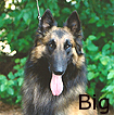 Mr. Big