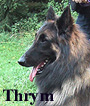 Thrym