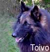 Toivo