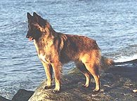Bandit