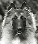 Taz
