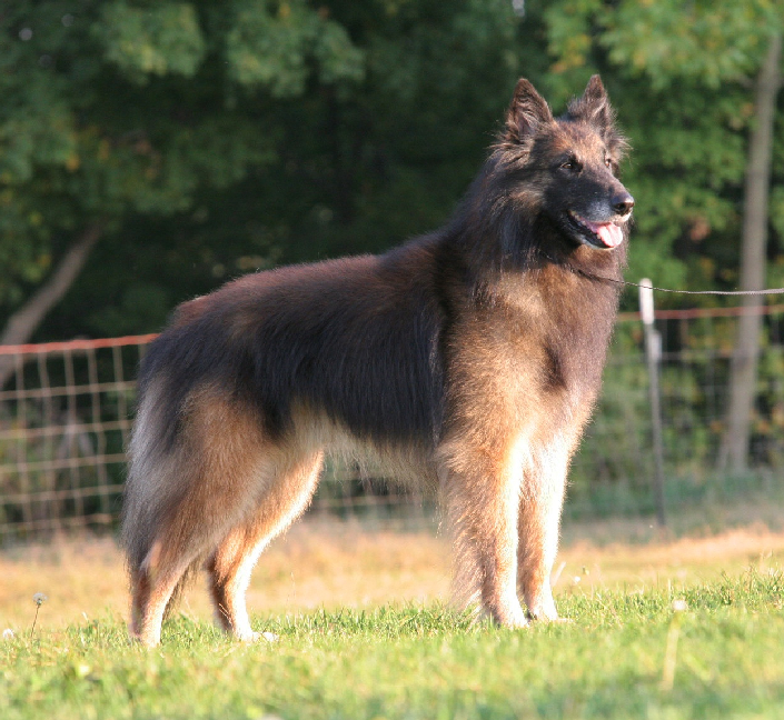 Toivo