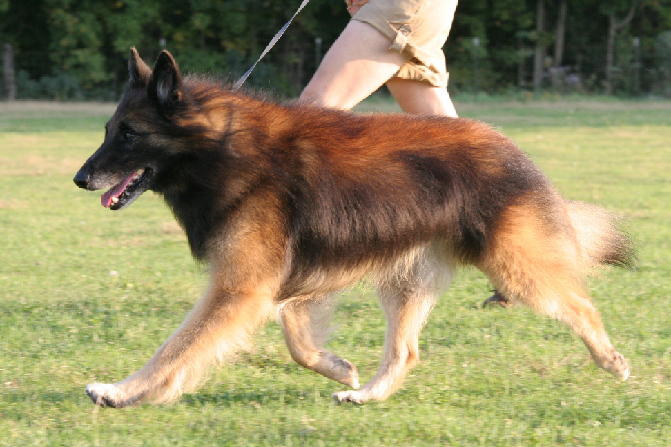 Toivo