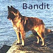 Bandit