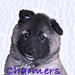 Charmers Litter