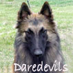 Daredevils Litter