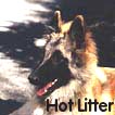 Hot Litter