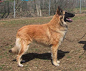 kieran