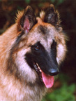 kieran