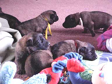 Speed pups