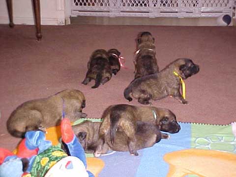 Speed pups
