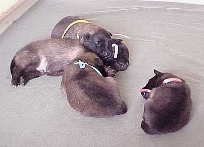 Speed pups