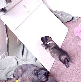 Speed pups