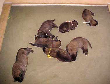 Speed pups