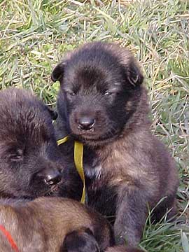 Speed pups