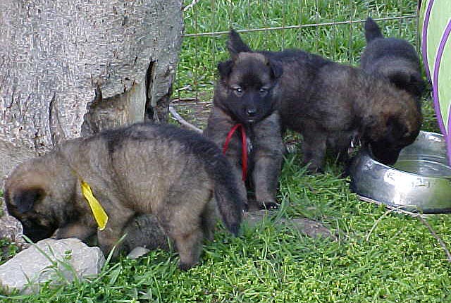 Speed pups